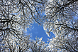 Wintersonne in den Baumkronen