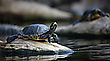 Gelbwangen Schmuckschildkröte
