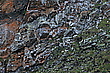 Rasselbande