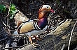 Mandarinenerpel Portrait