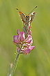 Cinxia
