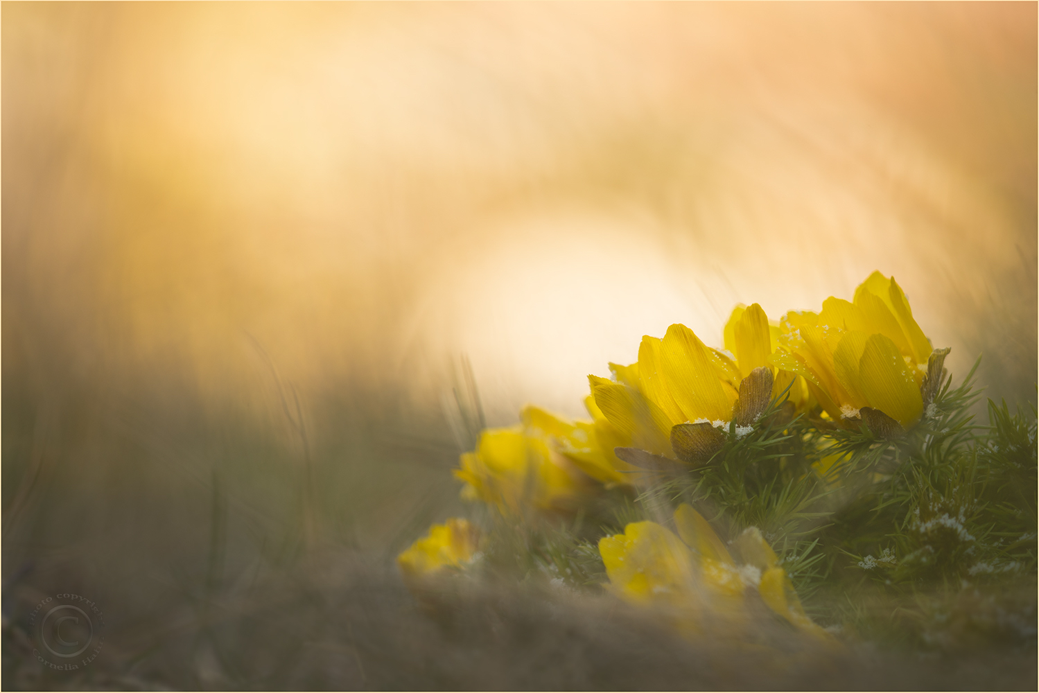 Guten Morgen Adonis!