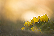 Guten Morgen Adonis!