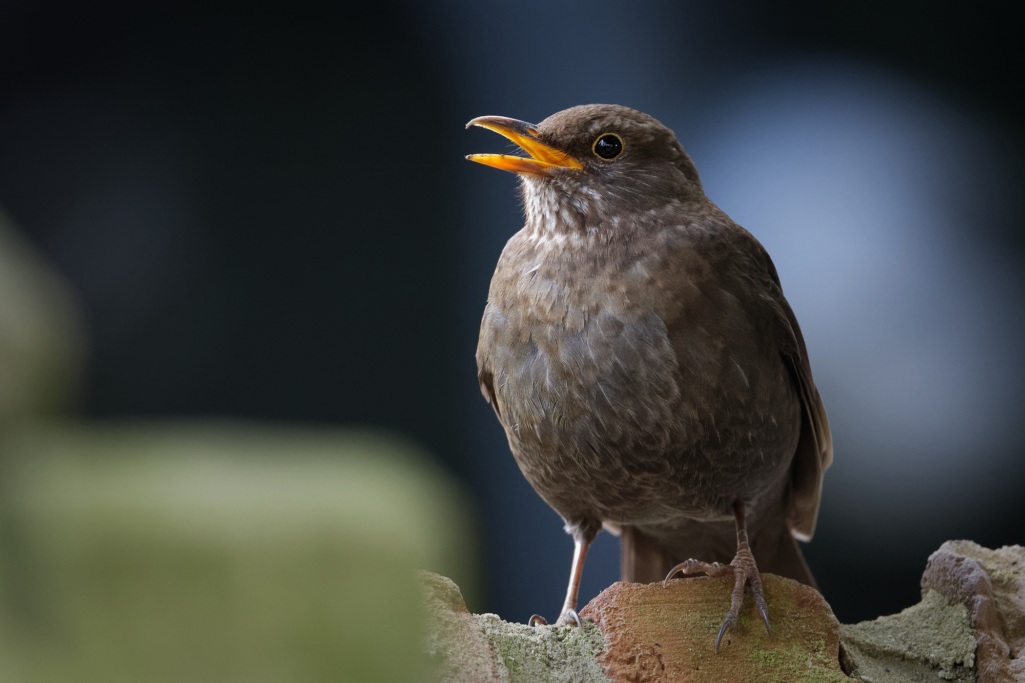 Amsel