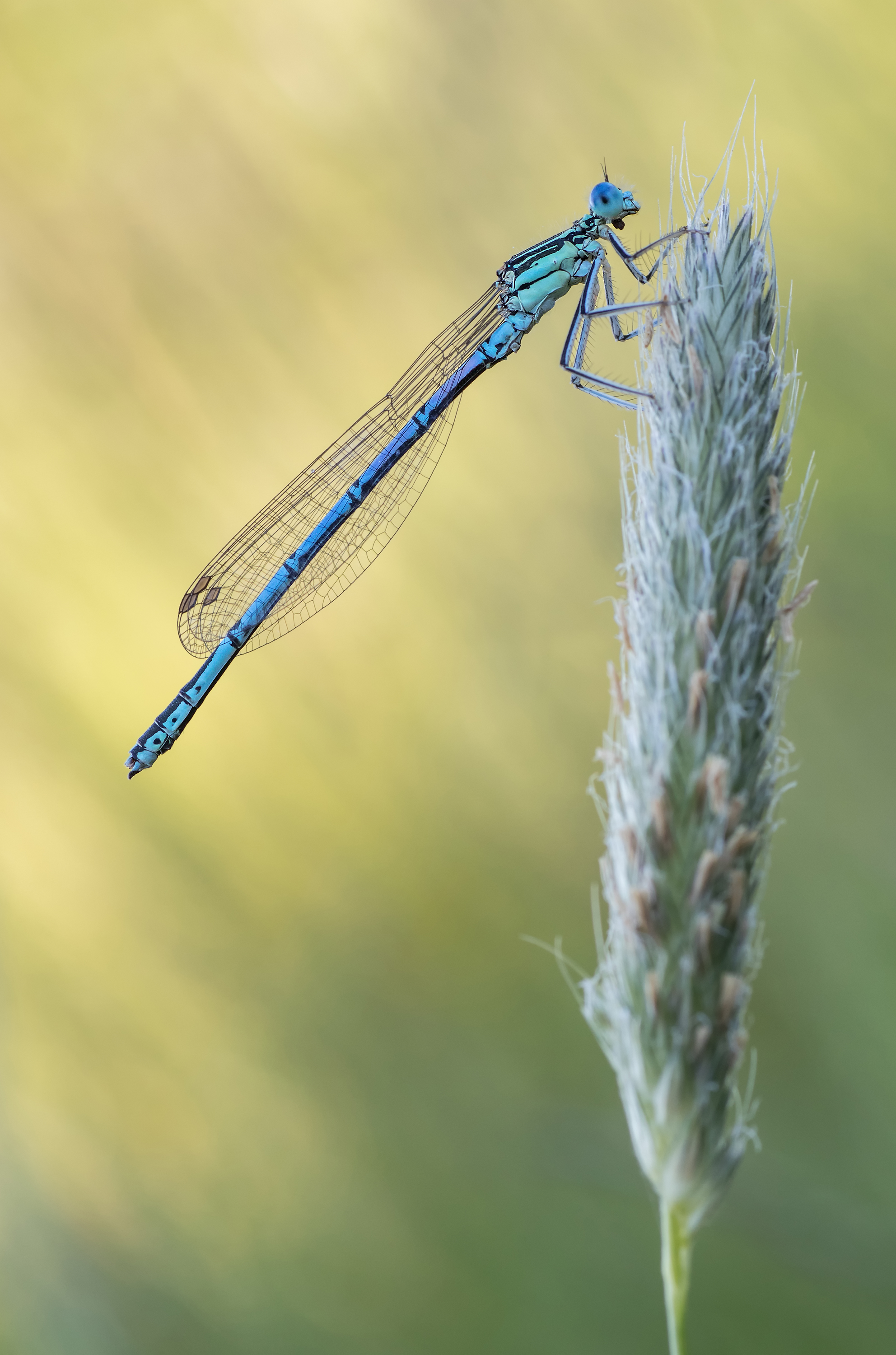 Blaue Federlibelle