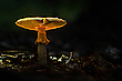 Pilzlampe