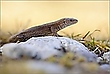 Viviparious lizard