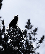 Uhu Silhouette