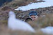 Wildtierfotografie in den Bergen