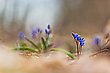 Im Blausternchenwald