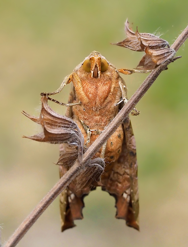 Achateule von unten