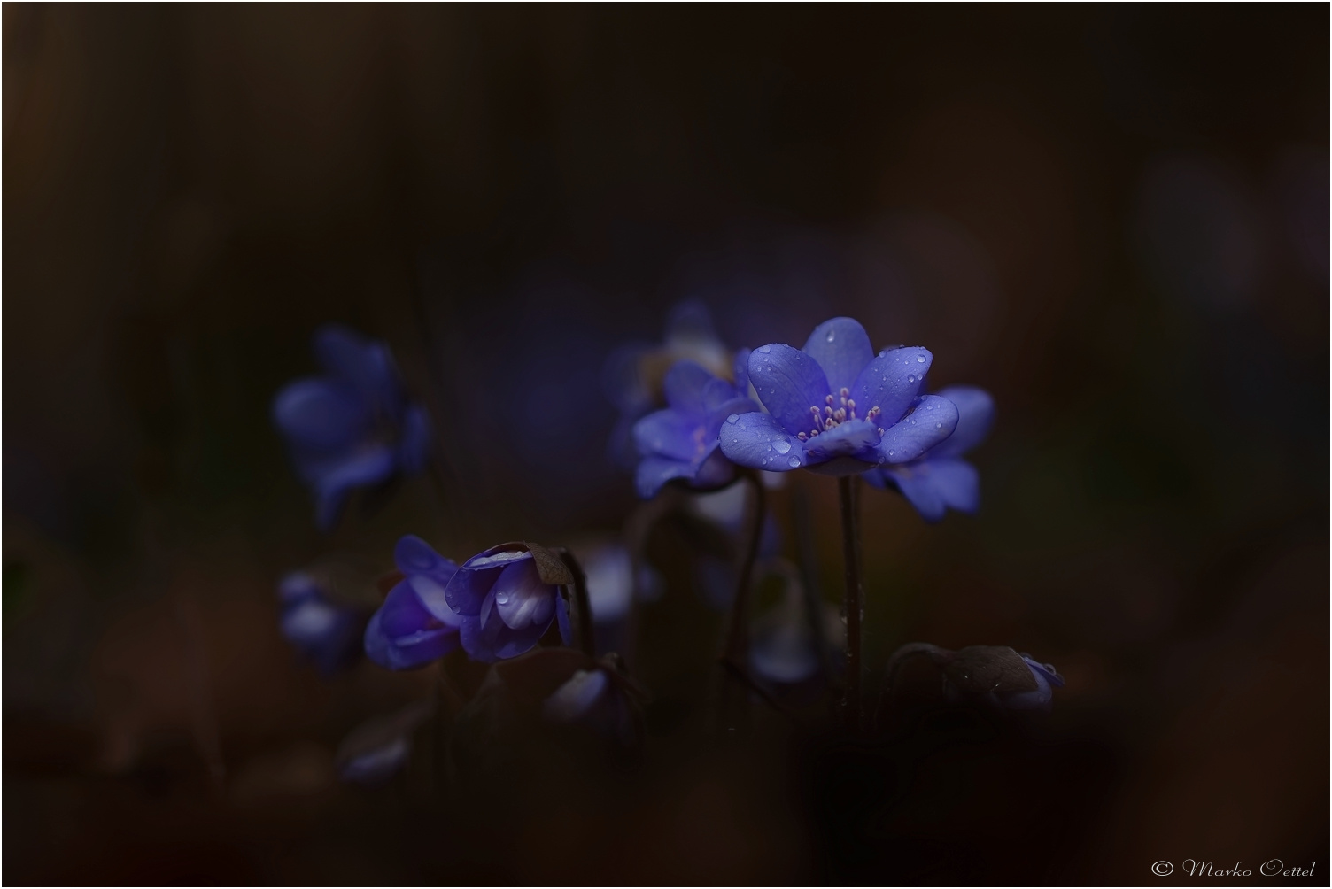 Leberblümchen (Hepatica nobilis)