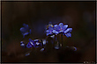 Leberblümchen (Hepatica nobilis)