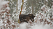 Wisent im Schnee