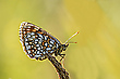 Melitaea diamina
