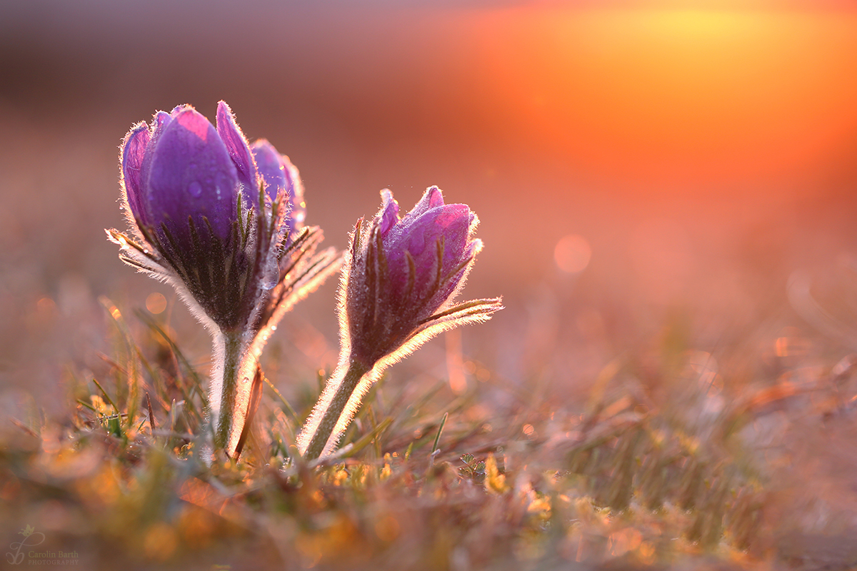 Pulsatilla Vulgaris