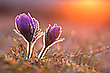 Pulsatilla Vulgaris