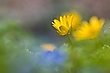 Scharbockskraut (Ficaria verna) im natürlichen Umfeld