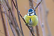 Blaumeise