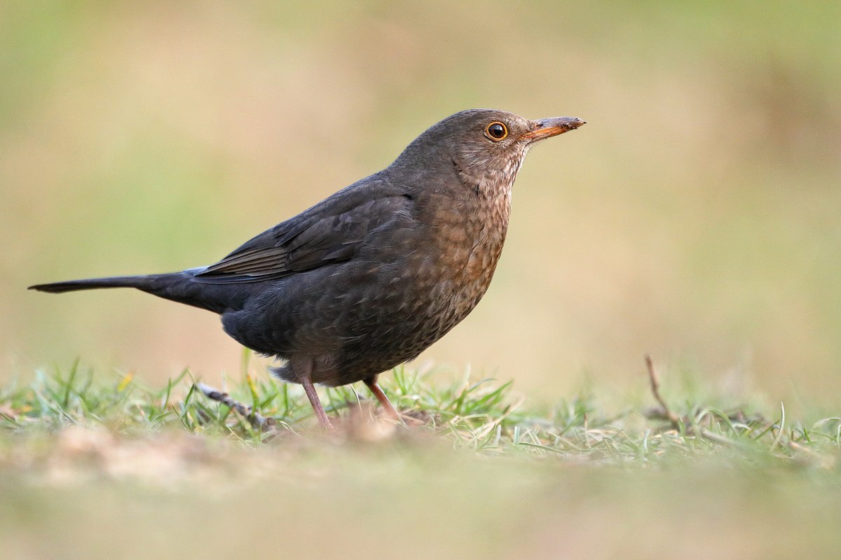 Amsel