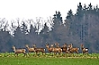 Selten....