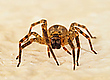 Zoropsis spinimana (Nosferatu-Spinne )