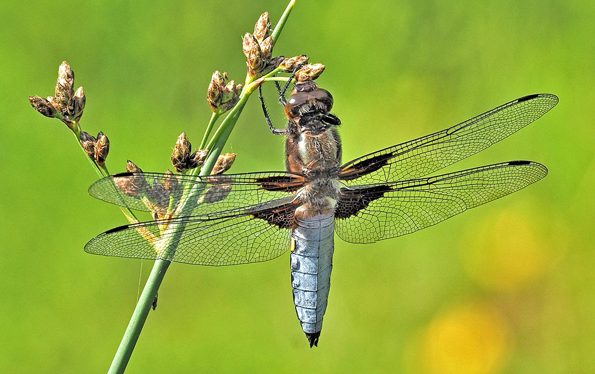 Flugmaschine Plattbauch ...