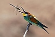 Bienenfresser mit Libelle