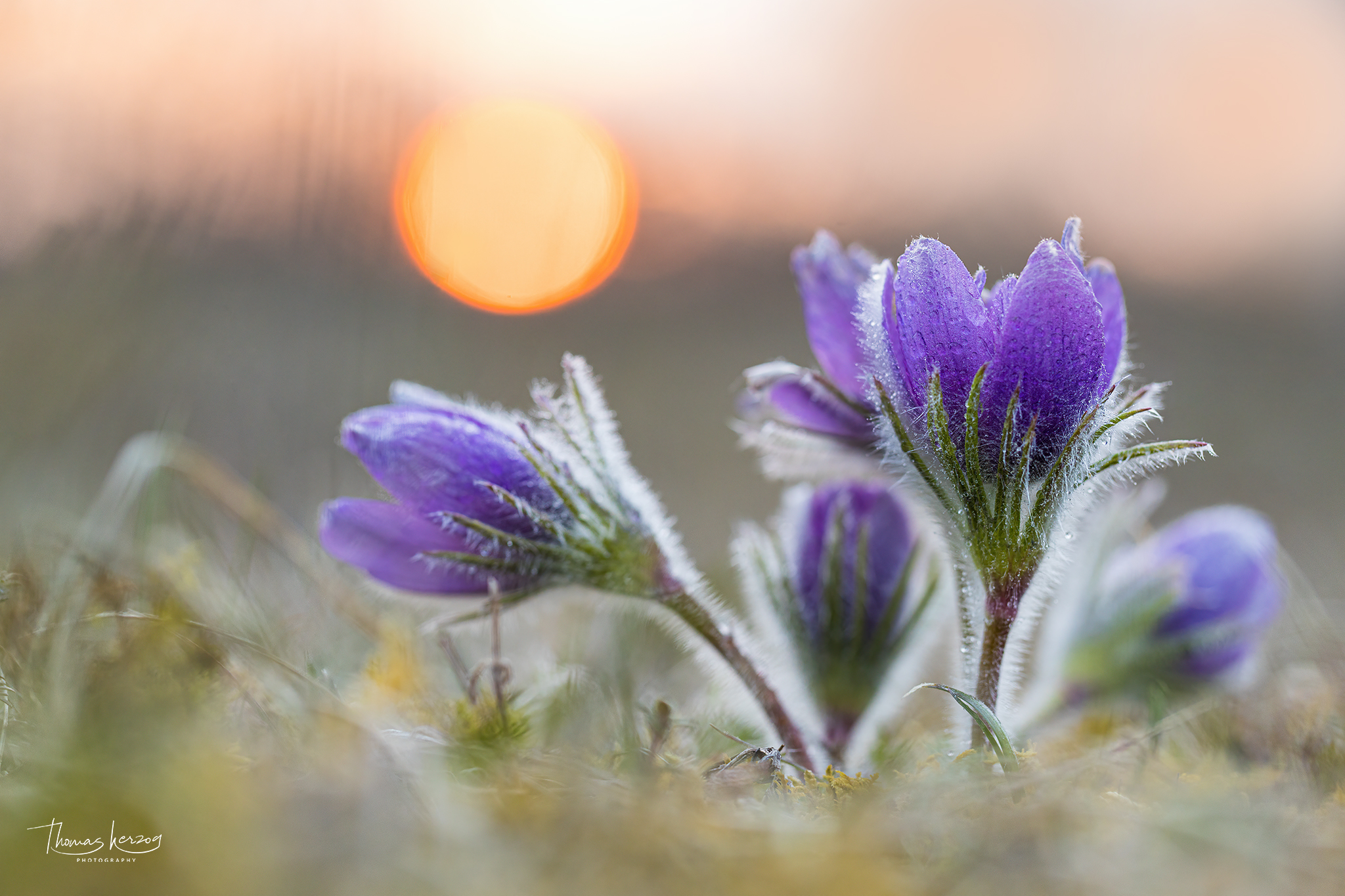 Pulsatilla vulgaris - Gewöhnliche Kuhschelle