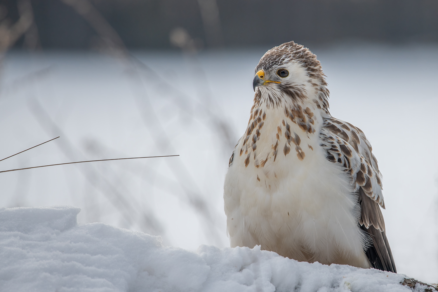 Wintergast