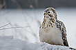 Wintergast