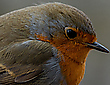 Rotkehlchen