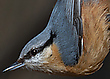 Kleiber