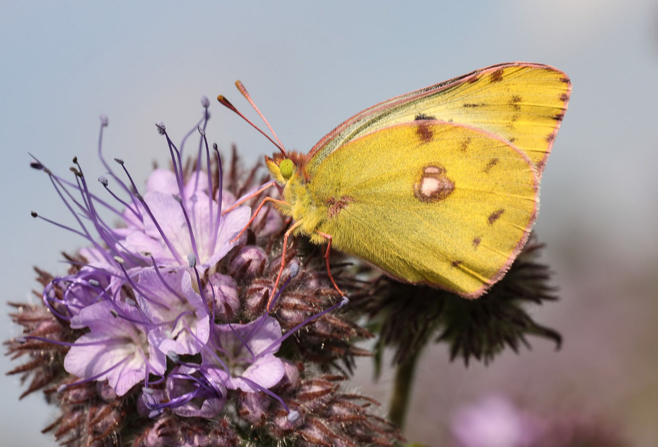 Die Goldene Acht