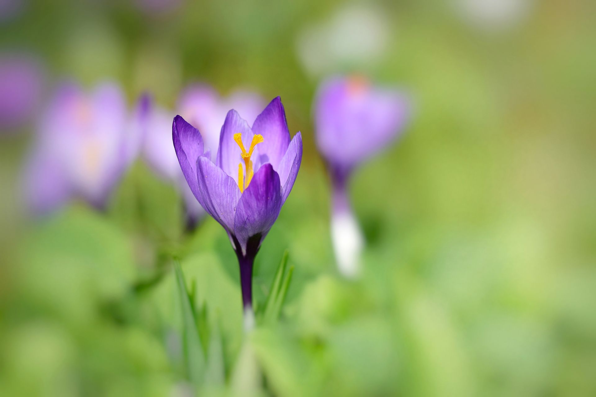 Frühling