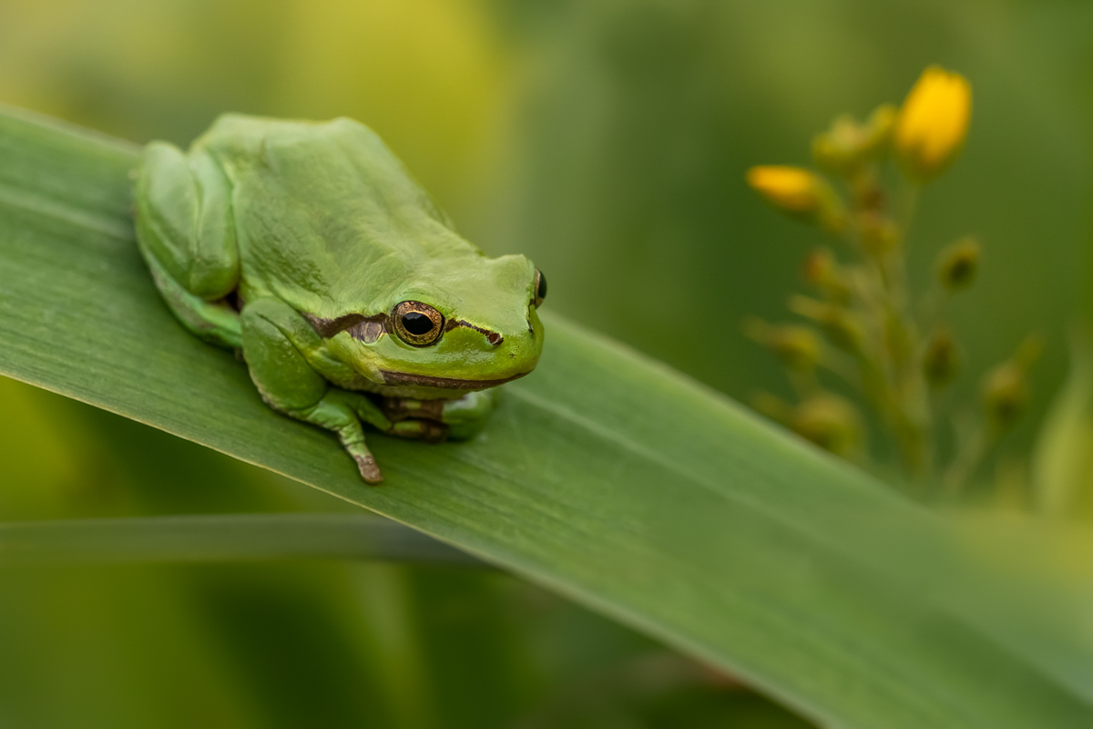 Laubfrosch