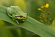 Laubfrosch
