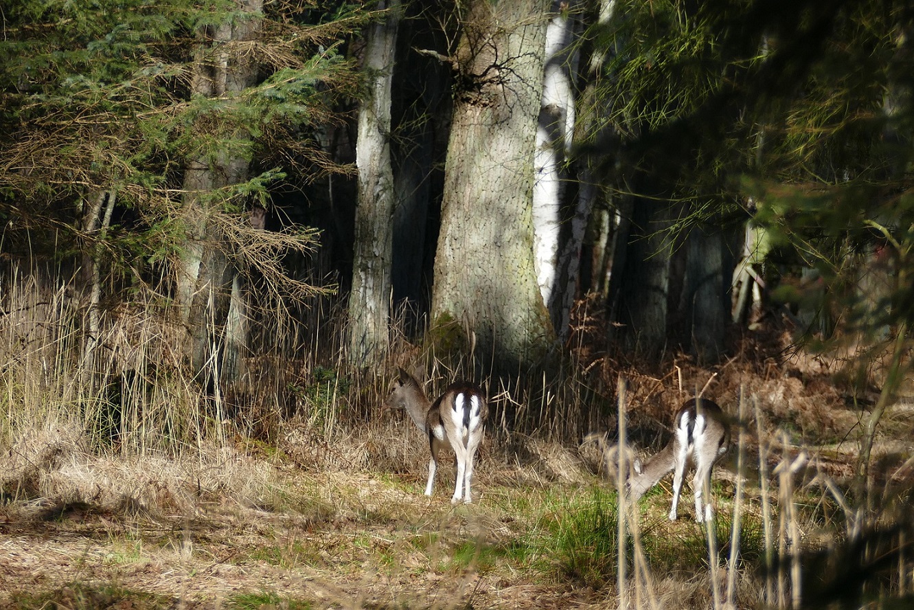 Der Weg ist versperrt.