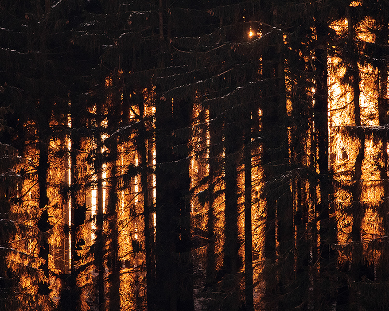 Wald mit Sonnenuntergang