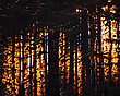 Wald mit Sonnenuntergang