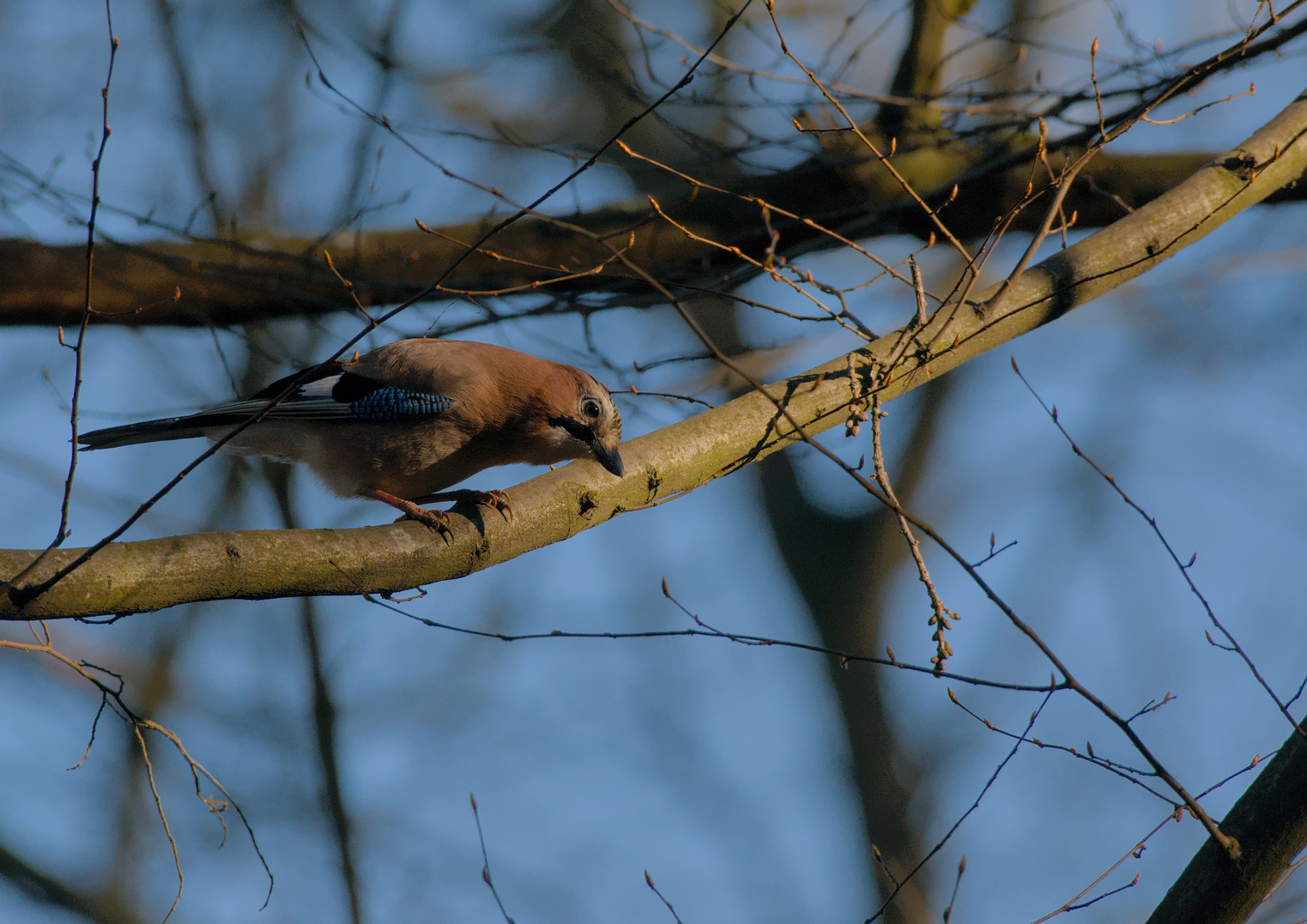 Neugieriger Blick