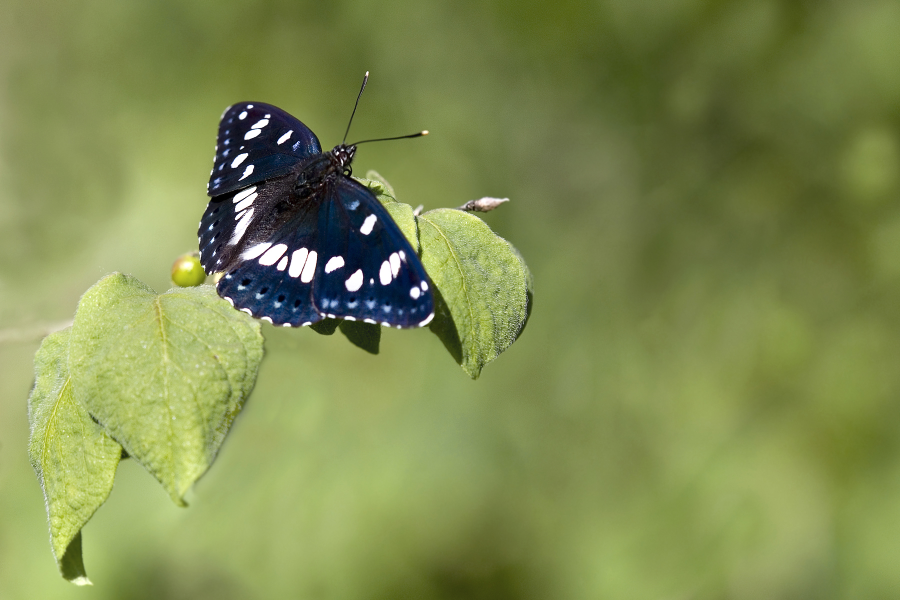 Der Blauschwarze Eisvogel