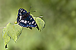 Der Blauschwarze Eisvogel