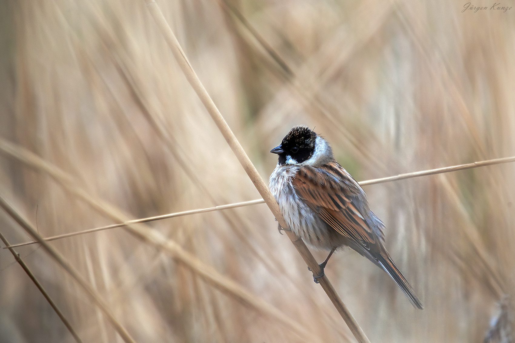 Rohrammer  ♂