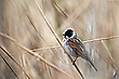 Rohrammer  ♂