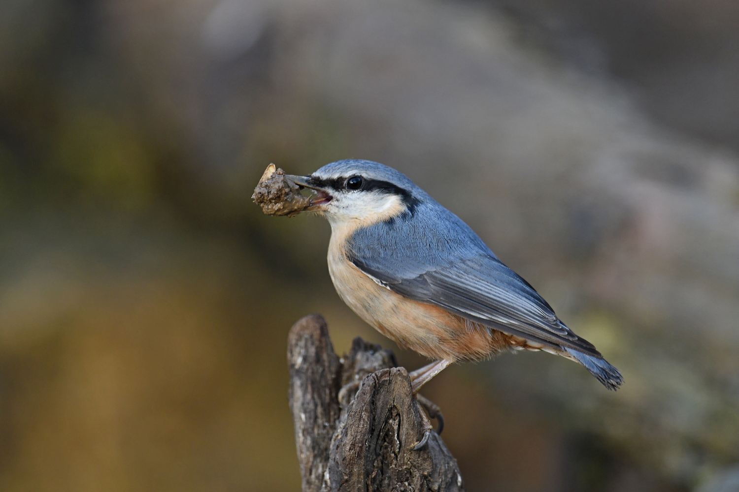 Nestbau