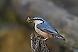Nestbau