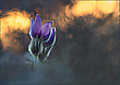 *Pulsatilla_3*