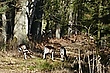 Der Weg ist versperrt 2