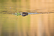 Das Leben am Fluss